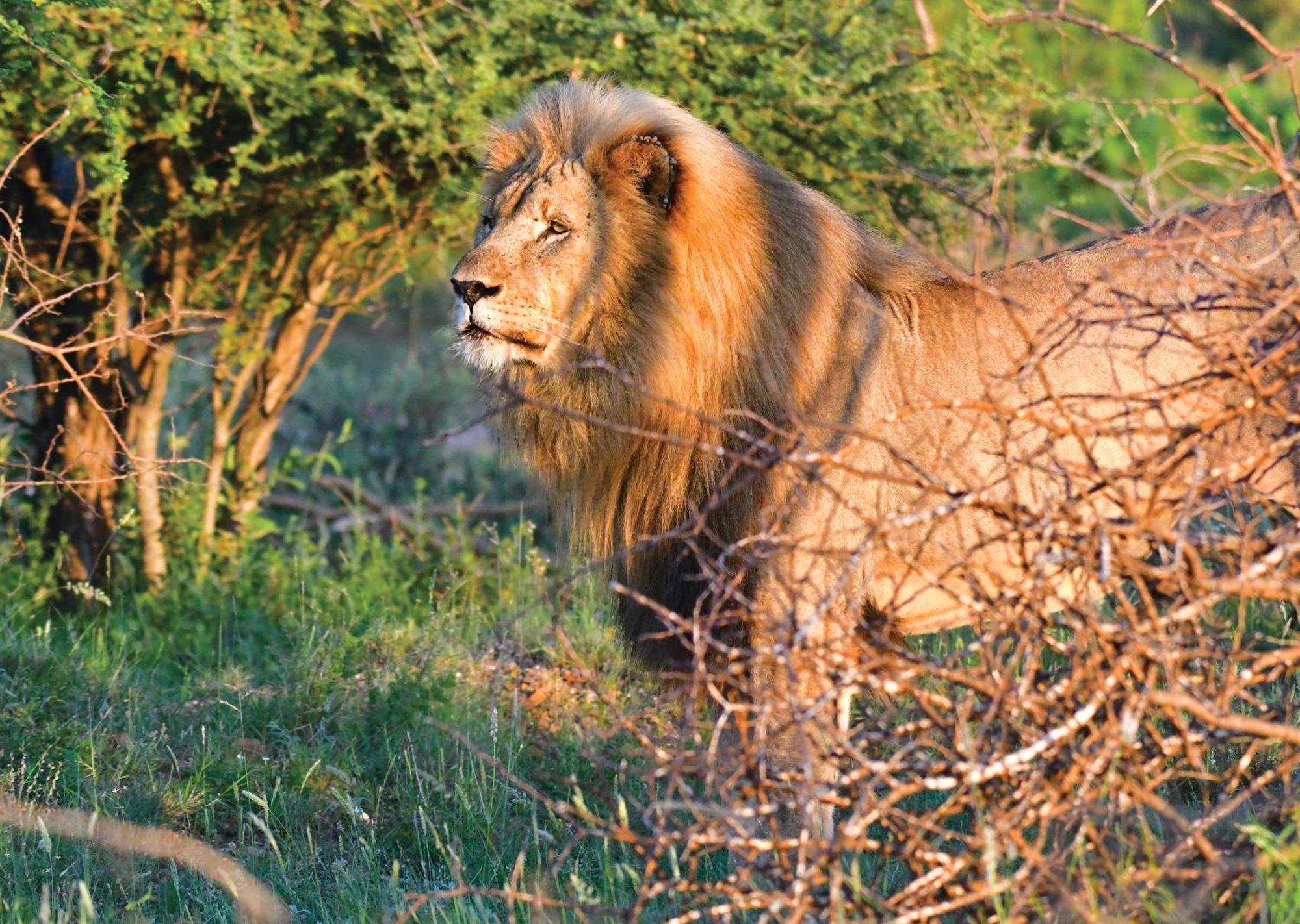 Madikwe River Lodge By Dream Resorts Madikwe viltreservat Exteriör bild