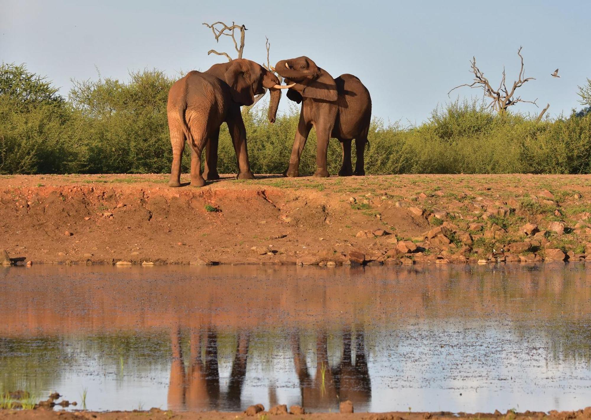 Madikwe River Lodge By Dream Resorts Madikwe viltreservat Exteriör bild