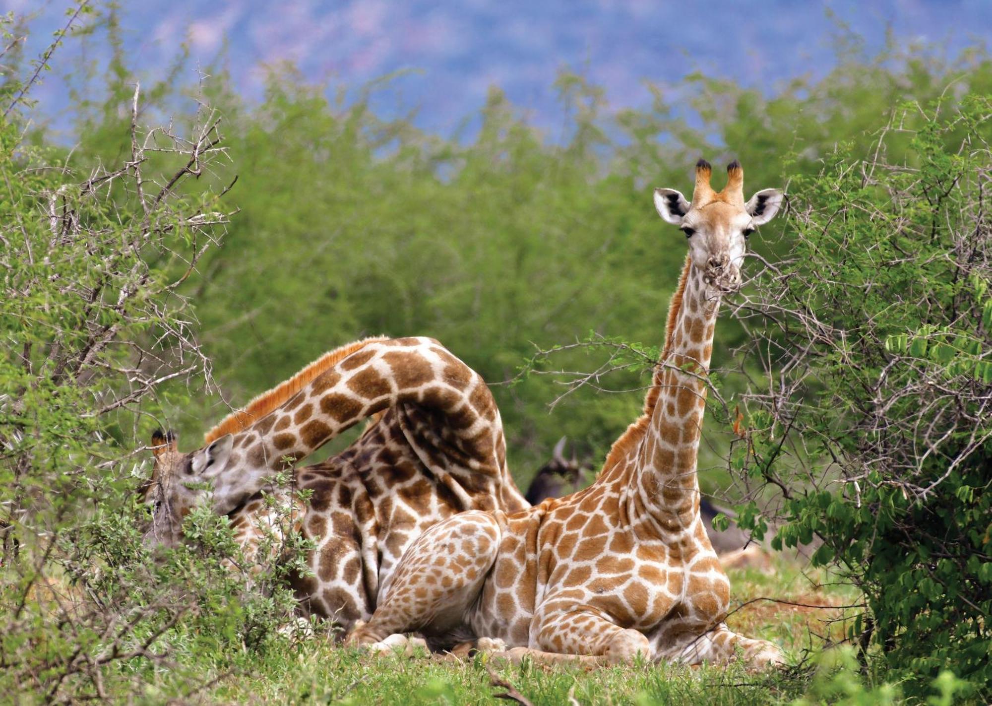 Madikwe River Lodge By Dream Resorts Madikwe viltreservat Exteriör bild