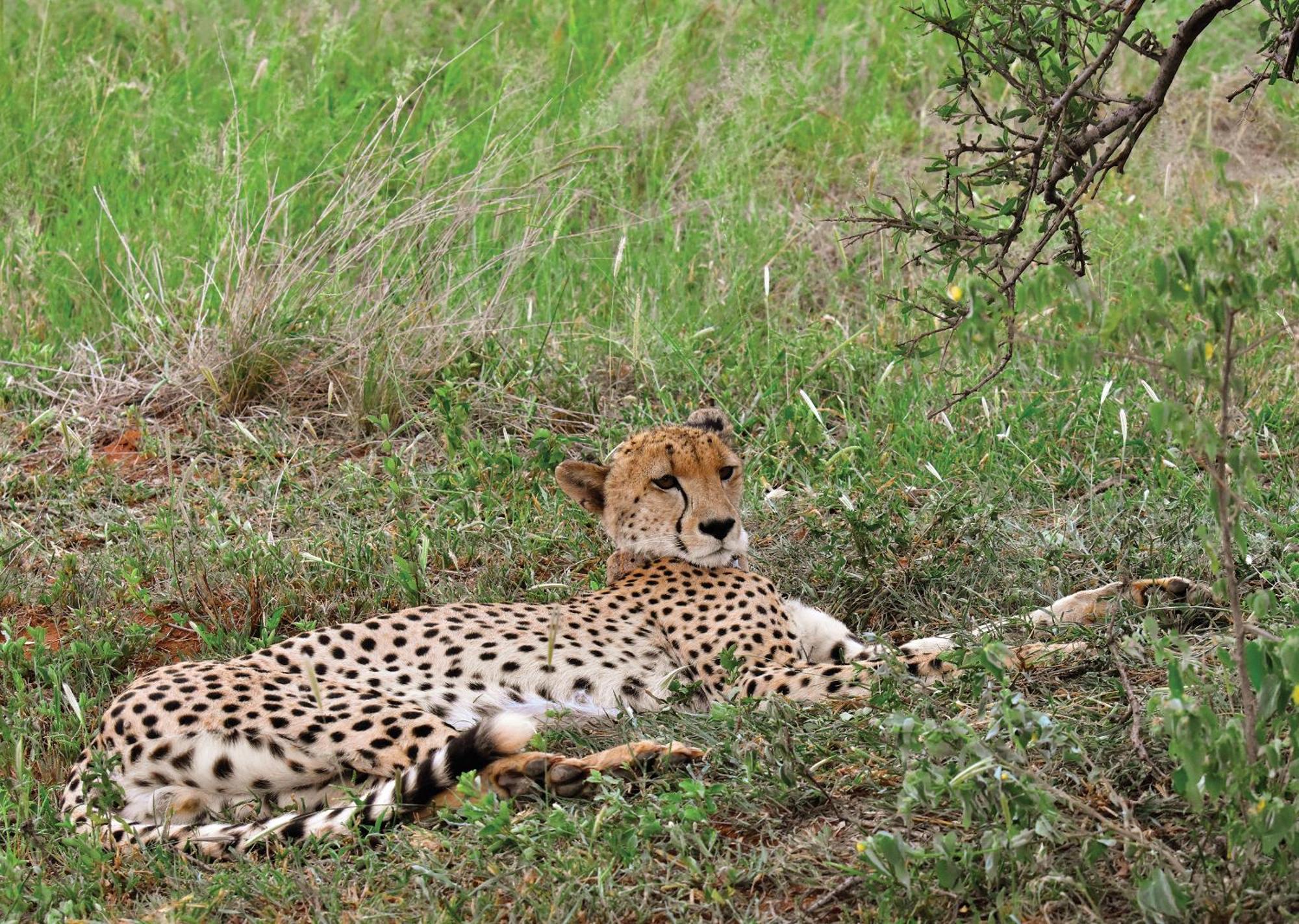 Madikwe River Lodge By Dream Resorts Madikwe viltreservat Exteriör bild