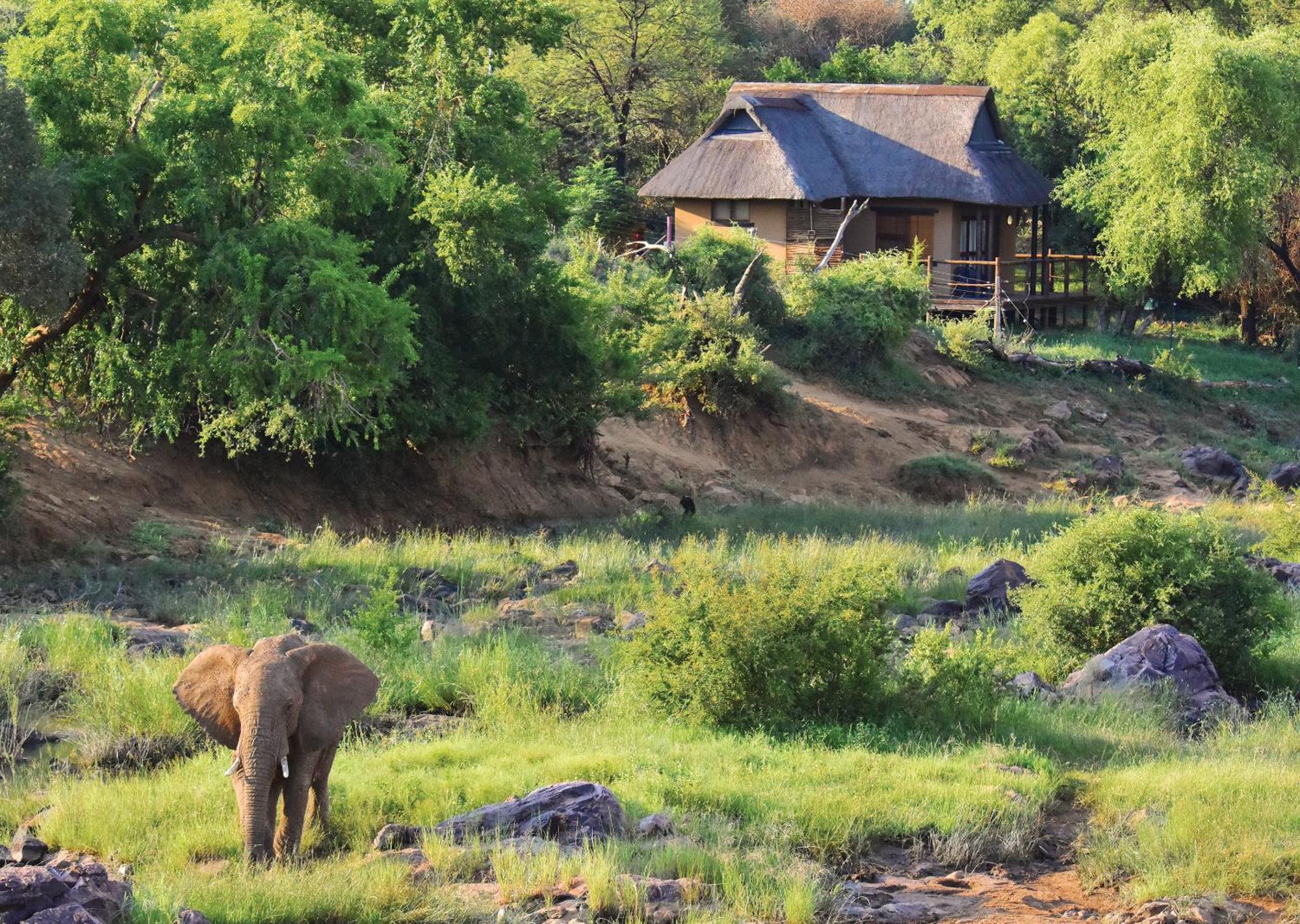 Madikwe River Lodge By Dream Resorts Madikwe viltreservat Rum bild